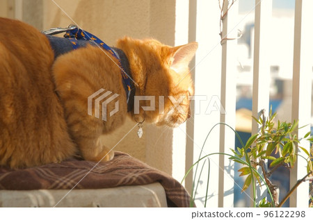 一隻貓透過陽台的柵欄向外看 96122298