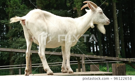 Shiba yagi Shiba yagi 96122658