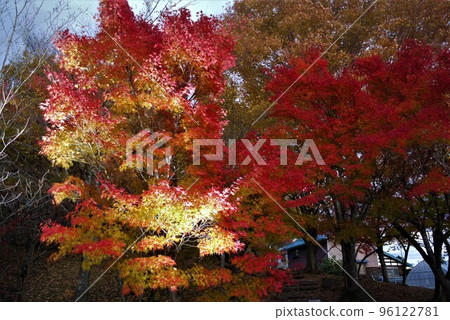 福島縣圓日寺的紅葉美不勝收。 福島縣圓日寺的紅葉美不勝收。 96122781
