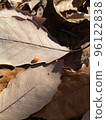 galls on fallen autumn leaves 96122838