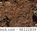 fallen leaves in pine forest 96122839