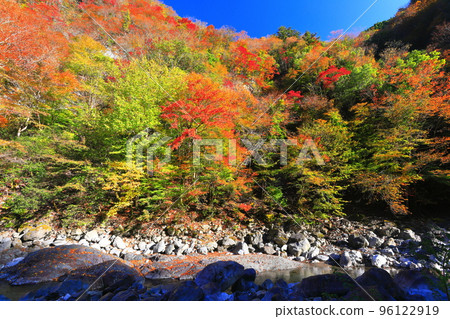 [Kochi Prefecture] Autumn leaves of Befu Gorge at its peak 96122919