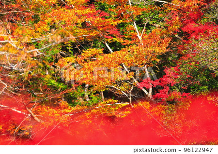 [高知縣]別府峽的紅葉高峰 96122947