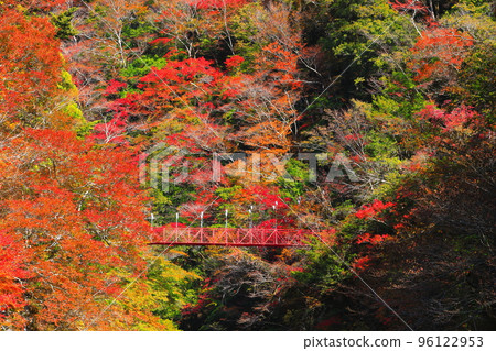 【高知縣】別府峽的紅葉和紅吊橋 96122953