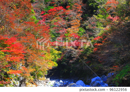 [Kochi Prefecture] Autumn leaves and red suspension bridge in Befu Gorge at its peak 96122956