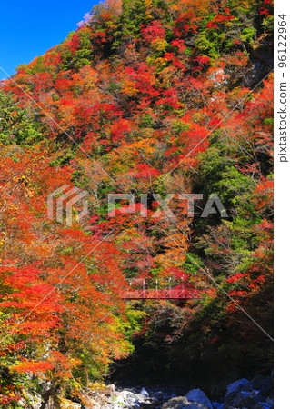 【高知縣】別府峽的紅葉和紅吊橋 96122964