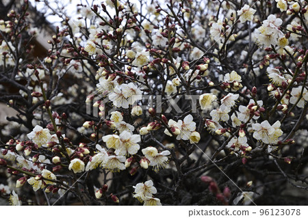 將軍院門關白梅 將軍院門關白梅 96123078