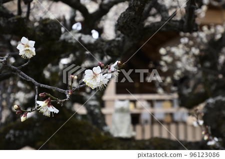 將軍院門關白梅 將軍院門關白梅 96123086