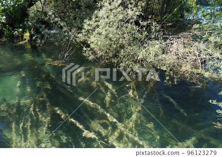 老凹下去的樹在普利特維採湖群國家公園，克羅地亞 96123279