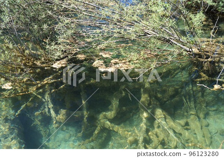 老凹下去的樹在普利特維採湖群國家公園,克羅地亞 老凹下去的樹在普利特維採湖群國家公園,克羅地亞 96123280