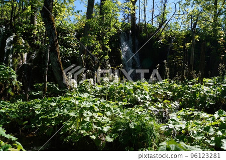 瀑佈在普利特維採湖群國家公園,克羅地亞 瀑佈在普利特維採湖群國家公園,克羅地亞 96123281