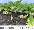 Cultivation of Japanese radish 96123394