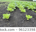 Cultivation of Chinese cabbage 96123398