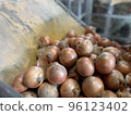fresh onions before packing 96123402