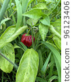 red peppers in the field 96123406