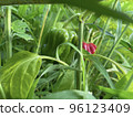 green peppers in the field 96123409