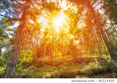 Yellow sunrise in a peaceful green forest 96123439