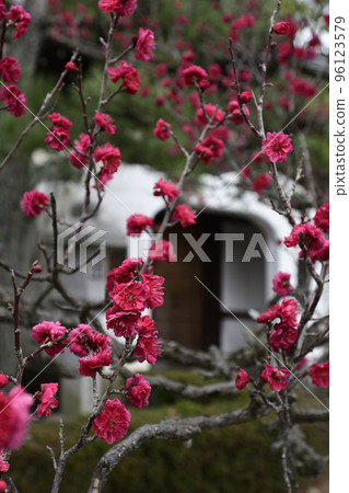 法珠寺龍宮門雙紅梅 法珠寺龍宮門雙紅梅 96123579