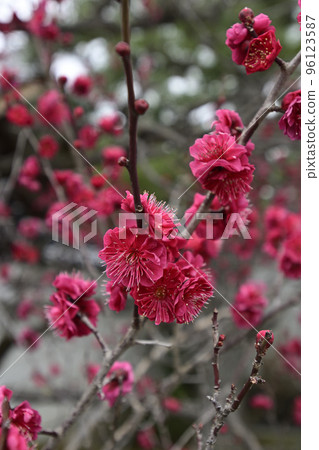 Hoju-ji Temple Ryugumon Double Red Plum Blossoms Hoju-ji Temple Ryugumon Double Red Plum Blossoms 96123587