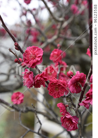 Hoju-ji Temple Ryugumon Double Red Plum Blossoms Hoju-ji Temple Ryugumon Double Red Plum Blossoms 96123588