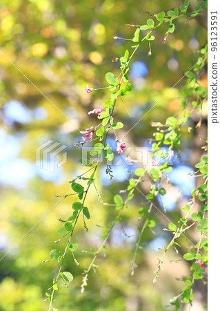 隨風搖曳的萩花 隨風搖曳的萩花 96123591