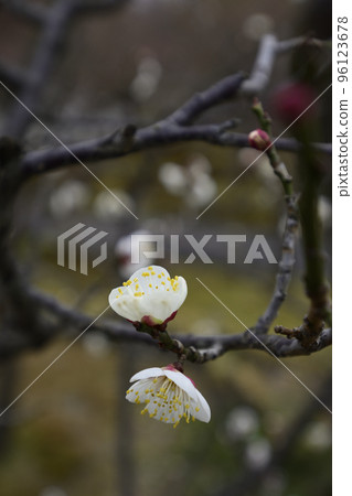 Chisen shrine White plum Chisen shrine White plum 96123678