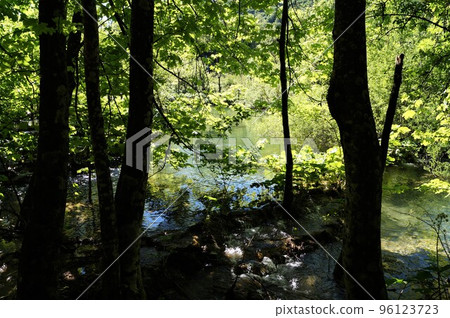 清楚的小河在普利特維採湖群國家公園,克羅地亞 清楚的小河在普利特維採湖群國家公園,克羅地亞 96123723