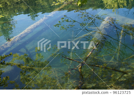 老凹下去的樹在普利特維採湖群國家公園,克羅地亞 老凹下去的樹在普利特維採湖群國家公園,克羅地亞 96123725