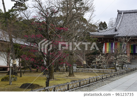Chishakuin Red Plum White Plum Chishakuin Red Plum White Plum 96123735