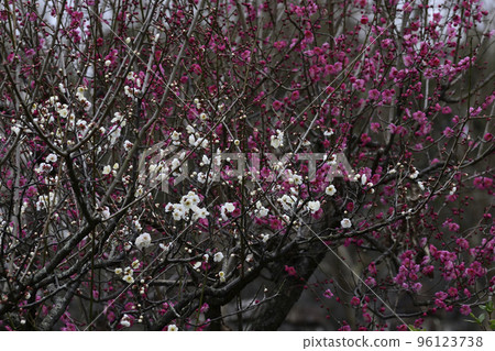 Chishakuin Red Plum White Plum 96123738