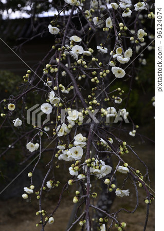 妙峰院門關庭園中的白梅花 妙峰院門關庭園中的白梅花 96124074