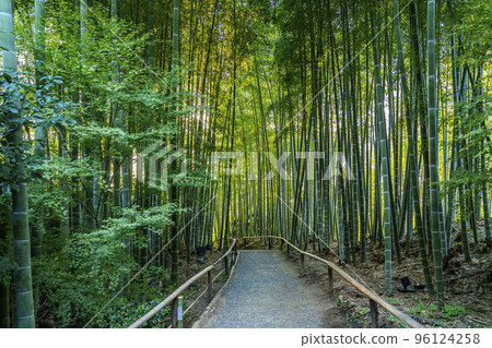 [Kyoto Prefecture] Beautiful bamboo grove at Kodaiji Temple 96124258