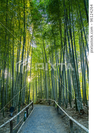 [Kyoto Prefecture] Beautiful bamboo grove at Kodaiji Temple 96124264