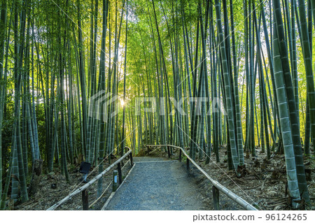 [Kyoto Prefecture] Beautiful bamboo grove at Kodaiji Temple 96124265