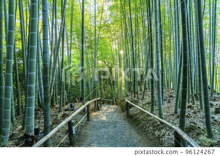 [Kyoto Prefecture] Beautiful bamboo grove at Kodaiji Temple 96124267