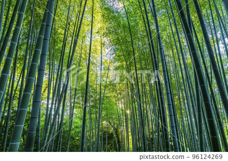 Beautiful Bamboo