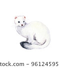 White ferret illustration. Realistic watercolor ermine sketch. Hand painted art isolated on white background. Woodland wild animal. Element for decorative forest design 96124595