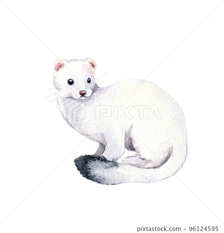 White ferret illustration. Realistic watercolor ermine sketch. Hand painted art isolated on white background. Woodland wild animal. Element for decorative forest design White ferret illustration. Realistic watercolor ermine sketch. Hand painted art isolated on white background. Woodland wild animal. Element for decorative forest design 96124595