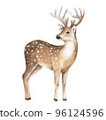 Cute deer illustration. Realistic watercolor sketch. Hand painted art isolated on white background. Woodland wild animal. Element for decorative forest design 96124596