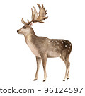 Cute deer illustration. Realistic watercolor sketch. Hand painted art isolated on white background. Woodland wild animal. Element for decorative forest design 96124597