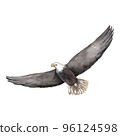 Soaring eagle illustration. Realistic watercolor sketch. Hand painted art isolated on white background. Woodland wild animal. Element for decorative design 96124598