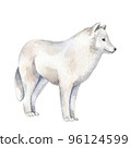 White wolf illustration. Realistic watercolor sketch. Hand painted art isolated on white background. Woodland wild animal. Element for decorative forest design 96124599