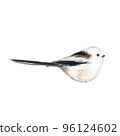 Cute bird illustration. Realistic watercolor sketch. Hand painted art isolated on white background. Woodland wild animal. Element for decorative winter forest design 96124602