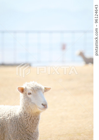 Sheep 96124643