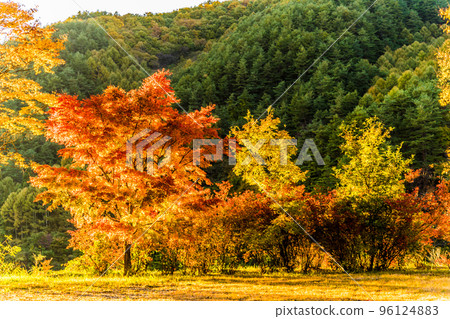 在紅葉湖（箕輪水壩）拍攝的紅葉風景 96124883