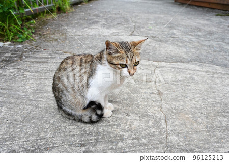 貓貓, 野貓貓, 動物, 虎斑貓, 禮物, 小貓 貓貓, 野貓貓, 動物, 虎斑貓, 禮物, 小貓 96125213