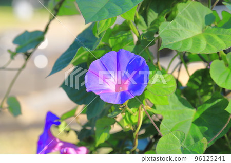 Morning glory in full bloom (morning glory) 96125241