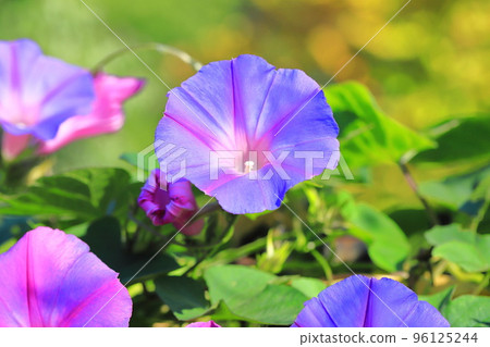 盛開的牽牛花(牽牛花) 盛開的牽牛花(牽牛花) 96125244