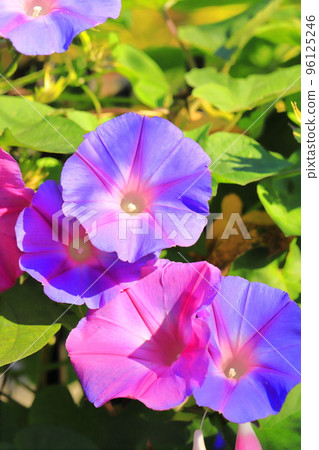 Morning glory in full bloom (morning glory) 96125246