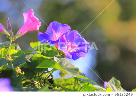 Morning glory in full bloom (morning glory) Morning glory in full bloom (morning glory) 96125249